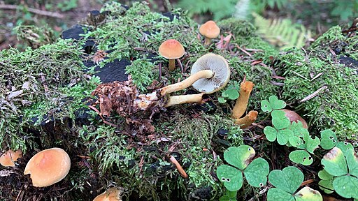 Ziegelroter Schwefelkopf, Hypholoma lateritium