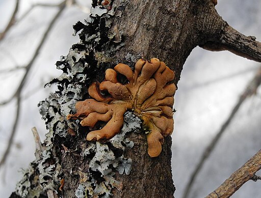 Trollhand, Hypocreopsis lichenoides