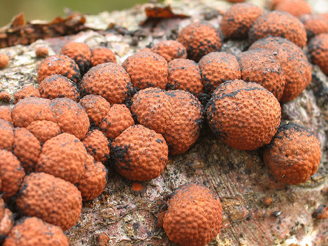 Rötliche Kohlenbeere