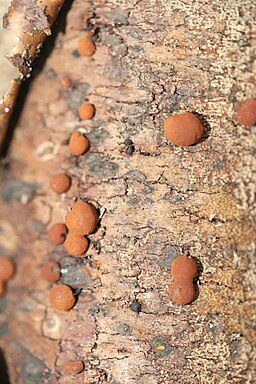 Rötliche Kohlenbeere, Hypoxylon fragiforme