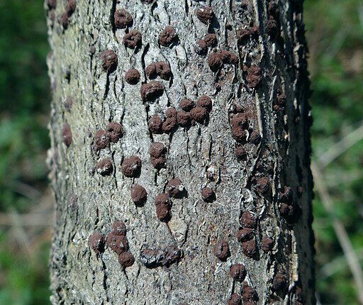 Rotbraune Kohlenbeere, Hypoxylon fuscum