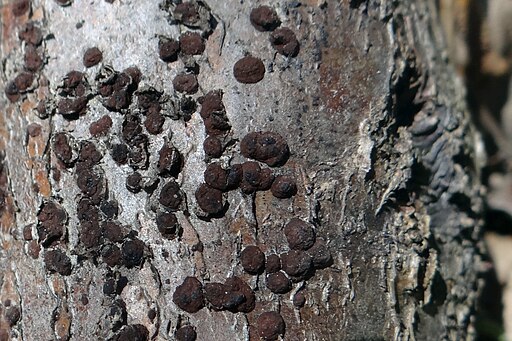 Rotbraune Kohlenbeere, Hypoxylon fuscum