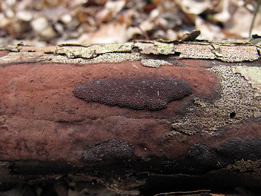 Ziegelrote Kohlenkruste