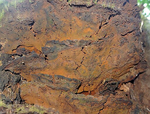 Ziegelrote Kohlenkruste, Hypoxylon rubiginosum