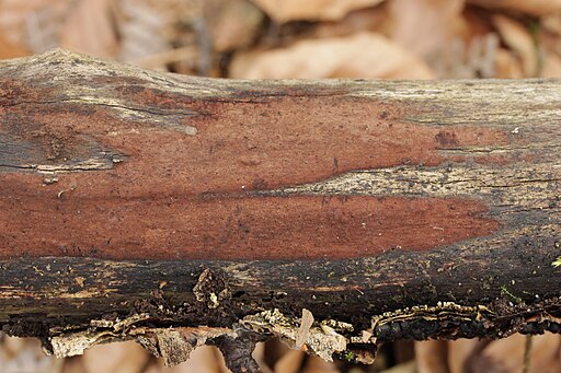 Ziegelrote Kohlenkruste, Hypoxylon rubiginosum