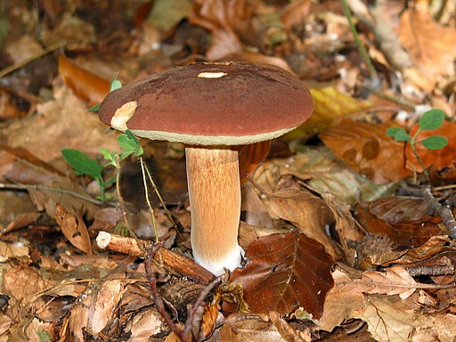 Maronen-Röhrling, Imleria badia
