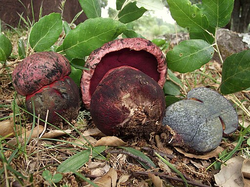 Blaufleckender Purpur-Röhrling, Imperator rhodopurpureus