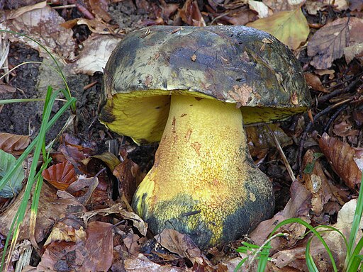 Ochsen-Röhrling, Imperator torosus