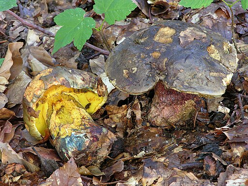 Ochsen-Röhrling, Imperator torosus