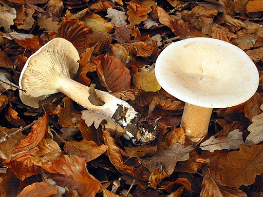 Riesentrichterling, Infundibulicybe geotropa
