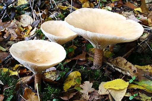 Riesentrichterling, Infundibulicybe geotropa