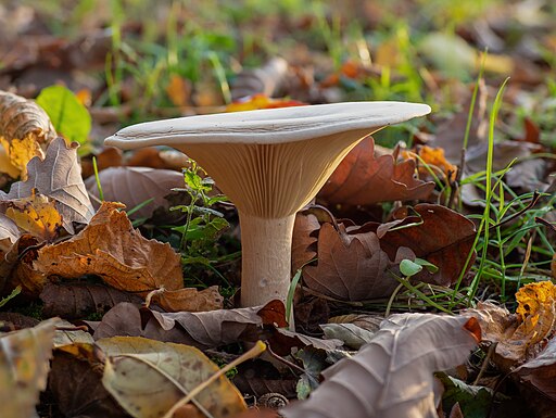 Riesentrichterling, Infundibulicybe geotropa
