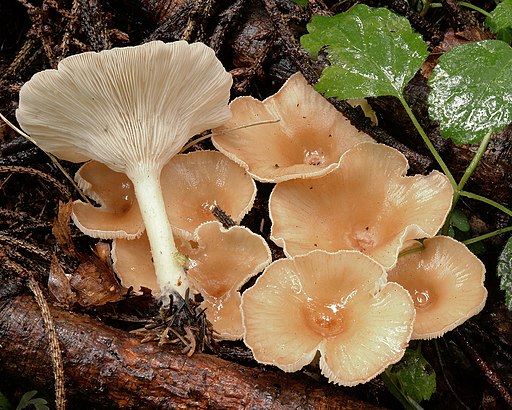 Ockerbrauner Trichterling, Infundibulicybe gibba