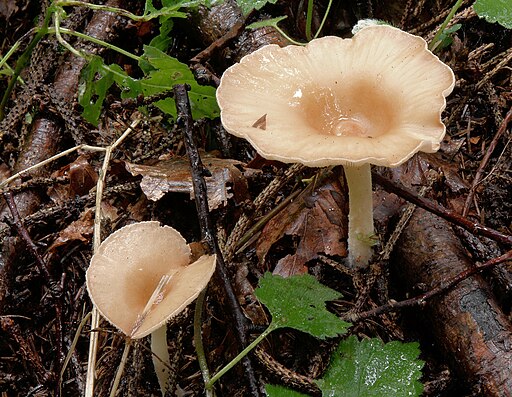 Ockerbrauner Trichterling, Infundibulicybe gibba