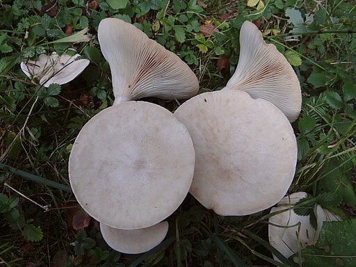 Ockerbrauner Trichterling, Infundibulicybe gibba