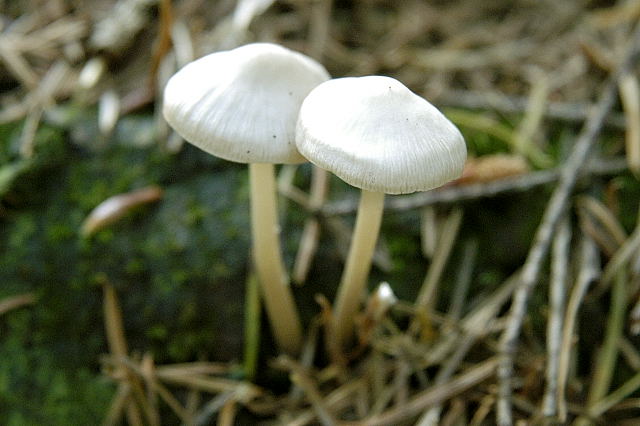 Erdblättriger Risspilz, Inocybe geophylla