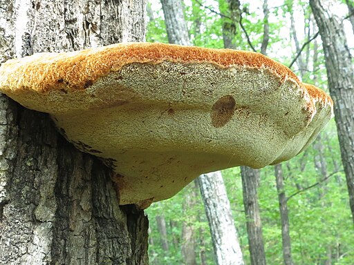 Zottiger Schillerporling, Inonotus hispidus