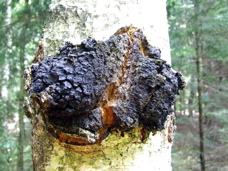 Schiefer Schillerporling