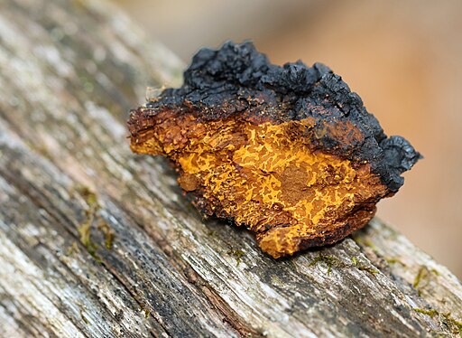 Schiefer Schillerporling, Inonotus obliquus