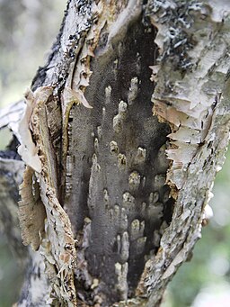 Schiefer Schillerporling, Inonotus obliquus