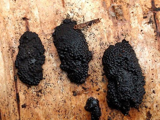 Vielgestaltige Kohlenbeere, Jackrogersella multiformis