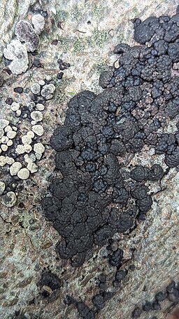 Vielgestaltige Kohlenbeere, Jackrogersella multiformis