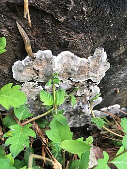 Brandkrustenpilz, Kretzschmaria deusta