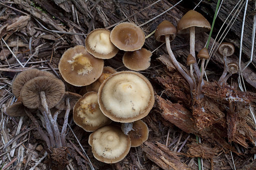 Glattstieliges Stockschwämmchen, Kuehneromyces lignicola