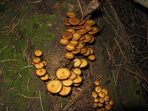 Glattstieliges Stockschwämmchen, Kuehneromyces lignicola