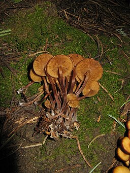 Glattstieliges Stockschwämmchen, Kuehneromyces lignicola