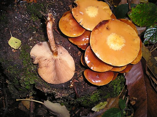 Gemeines Stockschwämmchen, Kuehneromyces mutabilis