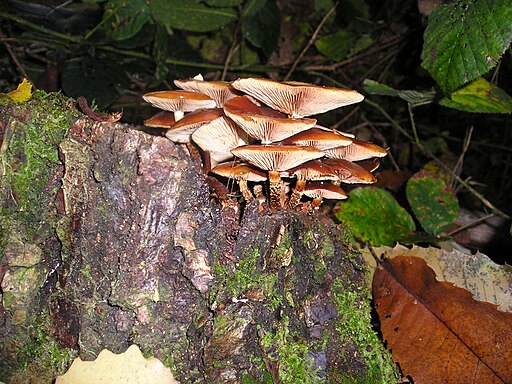 Gemeines Stockschwämmchen, Kuehneromyces mutabilis