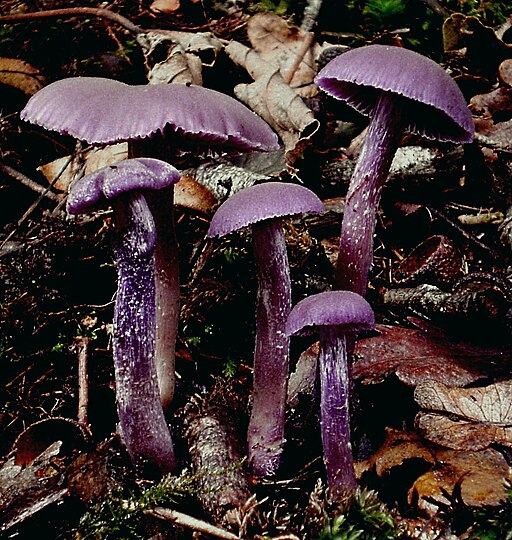 Violetter Lacktrichterling