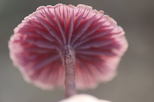 Violetter Lacktrichterling, Laccaria amethystina