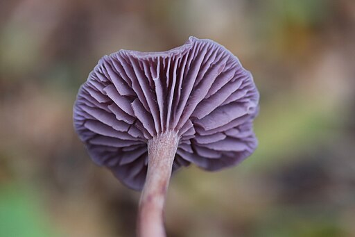 Violetter Lacktrichterling, Laccaria amethystina