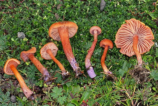 Zweifarbiger Lacktrichterling, Laccaria bicolor