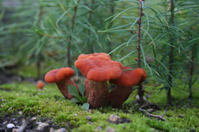 Zweifarbiger Lacktrichterling, Laccaria bicolor
