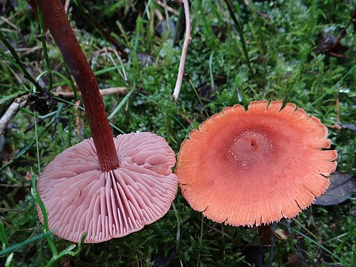 Zweifarbiger Lacktrichterling, Laccaria bicolor
