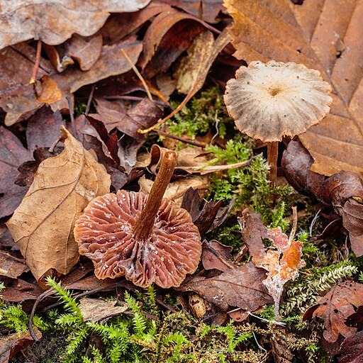 Rötlicher Lacktrichterling, Laccaria laccata