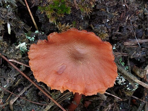 Rötlicher Lacktrichterling, Laccaria laccata
