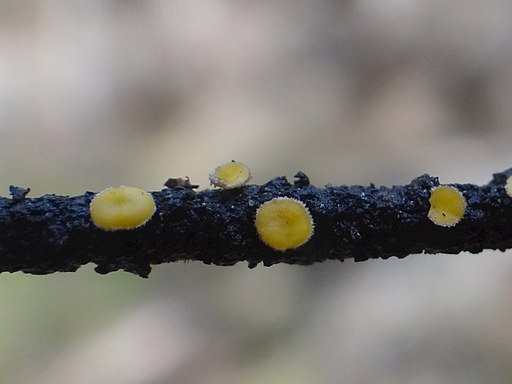 Weißtannen-Haarbecherchen, Lachnellula subtilissima