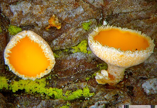 Weißtannen-Haarbecherchen, Lachnellula subtilissima