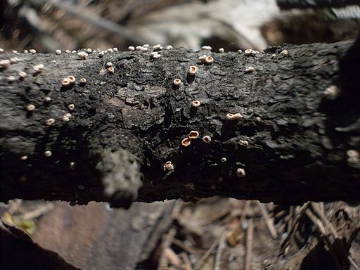 Lärchen-Krebsbecherchen, Lachnellula willkommii