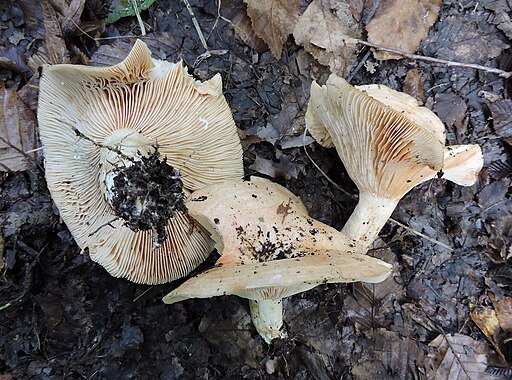Queraderiger Milchling, Lactarius acerrimus