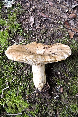 Queraderiger Milchling, Lactarius acerrimus