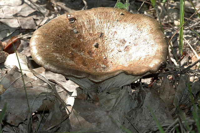 Rosaanlaufender Milchling, Lactarius acris