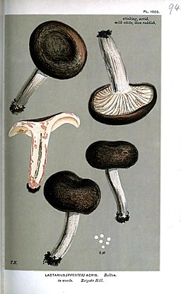 Rosaanlaufender Milchling, Lactarius acris