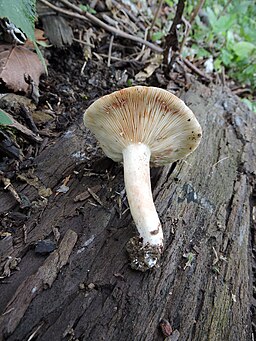 Rosaanlaufender Milchling, Lactarius acris