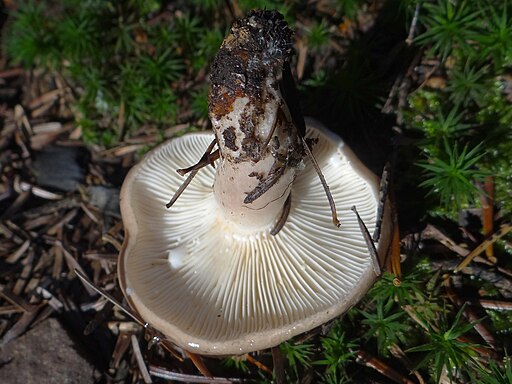 Graublasser Milchling, Lactarius albocarneus
