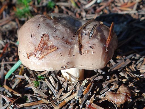 Graublasser Milchling, Lactarius albocarneus